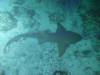 123 - Dive5-5N G-Spot