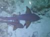 124 - Dive5-5N G-Spot