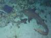 126 - Dive5-5N G-Spot