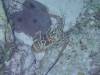 127 - Dive5-5N G-Spot