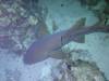 128 - Dive5-5N G-Spot