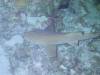 129 - Dive5-5N G-Spot