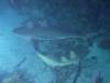 130 - Dive5-5N G-Spot