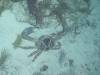 135 - Dive5-5N G-Spot