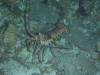 136 - Dive5-5N G-Spot
