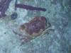 137 - Dive5-5N G-Spot