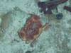 138 - Dive5-5N G-Spot