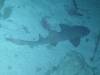 141 - Dive5-5N G-Spot