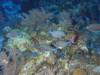 102 - Dive6-1 G-Spot