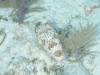 104 - Dive6-1 G-Spot