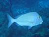 106 - Dive6-1 G-Spot