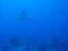 107 - Dive6-1 G-Spot
