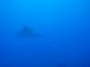 108 - Dive6-1 G-Spot
