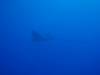 109 - Dive6-1 G-Spot