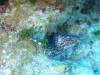 110 - Dive6-2 Rock n Roll