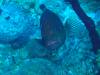 116 - Dive6-2 Rock n Roll