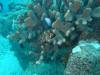 151 - 20241205 Kauai Kauai Diving Day1