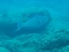 171 - 20241205 Kauai Kauai Diving Day1