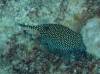 173 - 20241205 Kauai Kauai Diving Day1
