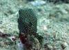 174 - 20241205 Kauai Kauai Diving Day1