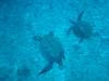 182 - 20241205 Kauai Kauai Diving Day1