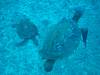 183 - 20241205 Kauai Kauai Diving Day1