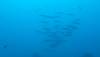 109 - 20241208 Kauai Fathom Five Day4