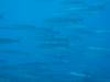 114 - 20241208 Kauai Fathom Five Day4