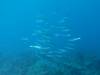 117 - 20241208 Kauai Fathom Five Day4
