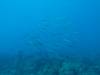118 - 20241208 Kauai Fathom Five Day4