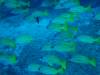 127 - 20241208 Kauai Fathom Five Day4