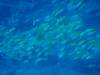 140 - 20241208 Kauai Fathom Five Day4