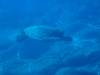 141 - 20241208 Kauai Fathom Five Day4