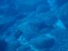 142 - 20241208 Kauai Fathom Five Day4