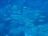 143 - 20241208 Kauai Fathom Five Day4