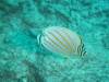 209 - 20241208 Kauai Fathom Five Day4