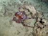 100 - 20241208 Starry Night Octopus Bite