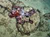 101 - 20241208 Starry Night Octopus Bite