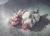 102 - 20241208 Starry Night Octopus Bite