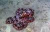 106 - 20241208 Starry Night Octopus Bite