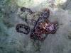 108 - 20241208 Starry Night Octopus Bite