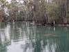 058 - 20250119 Crystal River Manatees