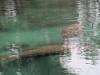 060 - 20250119 Crystal River Manatees