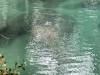 061 - 20250119 Crystal River Manatees