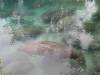 063 - 20250119 Crystal River Manatees