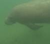 207 - 20250119 Crystal River Manatees GoPro HERO11 Black