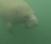 209 - 20250119 Crystal River Manatees GoPro HERO11 Black