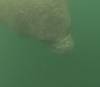 210 - 20250119 Crystal River Manatees GoPro HERO11 Black
