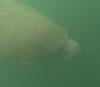 211 - 20250119 Crystal River Manatees GoPro HERO11 Black