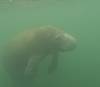212 - 20250119 Crystal River Manatees GoPro HERO11 Black